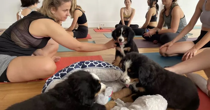 Puppy Yoga - yoga avec des animaux