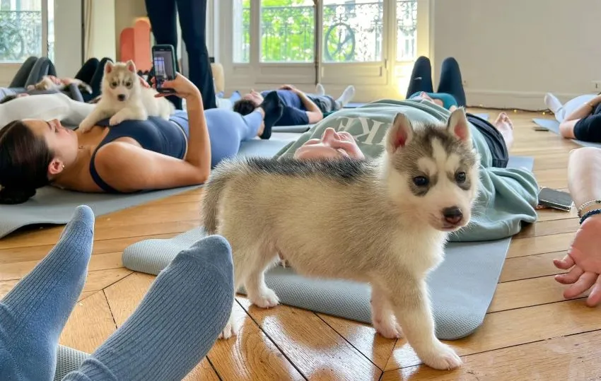 Puppy Yoga - yoga avec des chiots